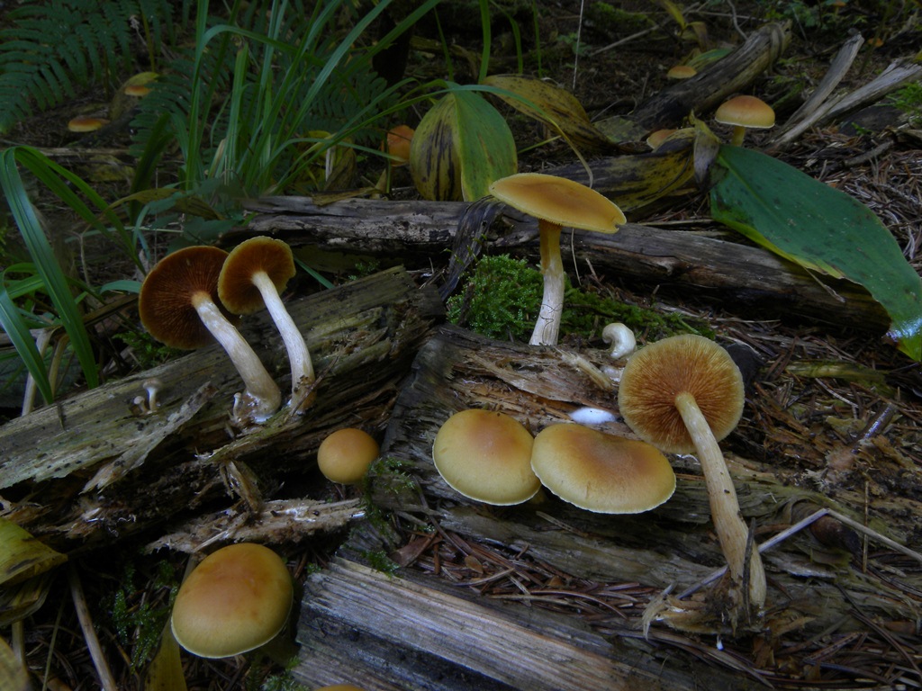 4) Fotogr.il 17.11.2012. sotto pineta marina con Leccio